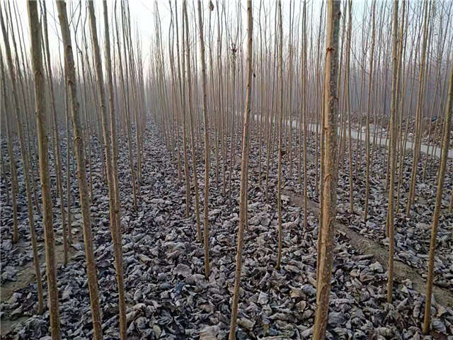 速生楊種植基地實拍 速生楊種植基地實拍