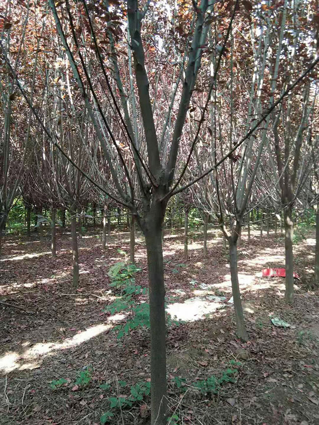 紫葉李適合做盆景嗎?紫葉李盆景養護方法 紫葉李適合做盆景嗎?紫葉李盆景養護方法