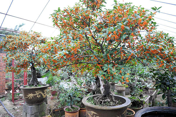 桂花 桂花
