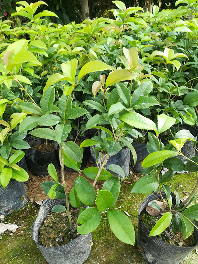 桂花 桂花