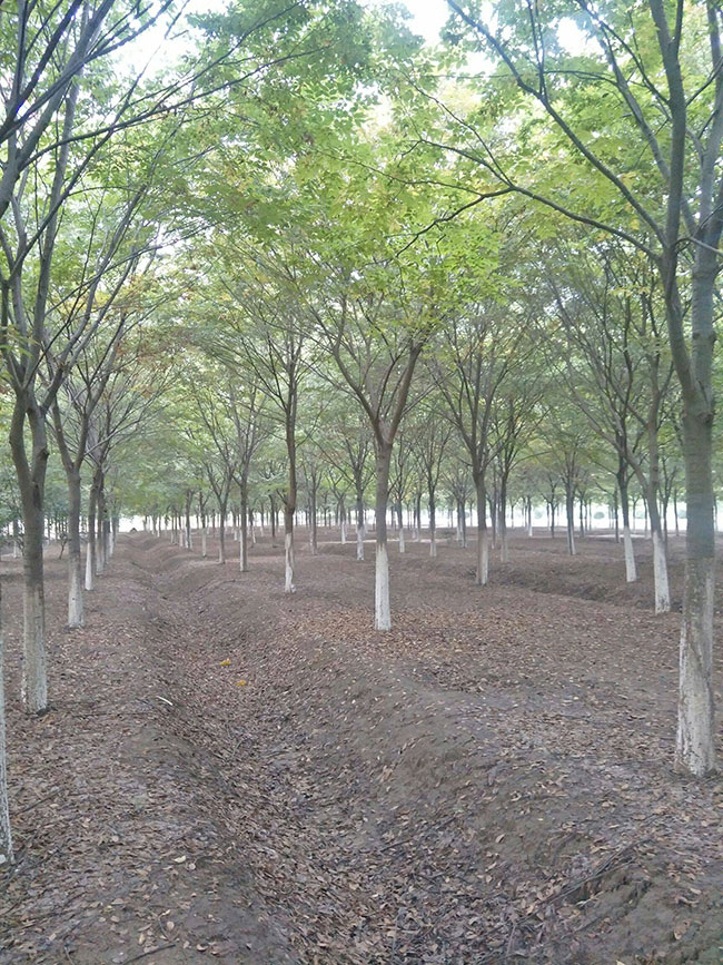 紅櫸多少錢一棵?2020年紅櫸價格最新價格 紅櫸多少錢一棵?2020年紅櫸價格最新價格