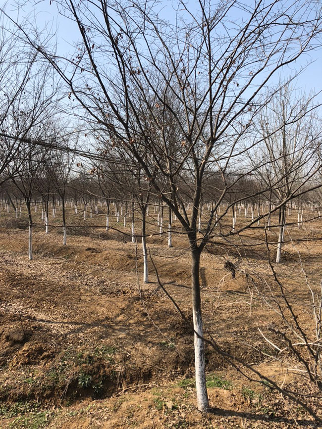 紅櫸多少錢一棵?2020年紅櫸價格最新價格 紅櫸多少錢一棵?2020年紅櫸價格最新價格