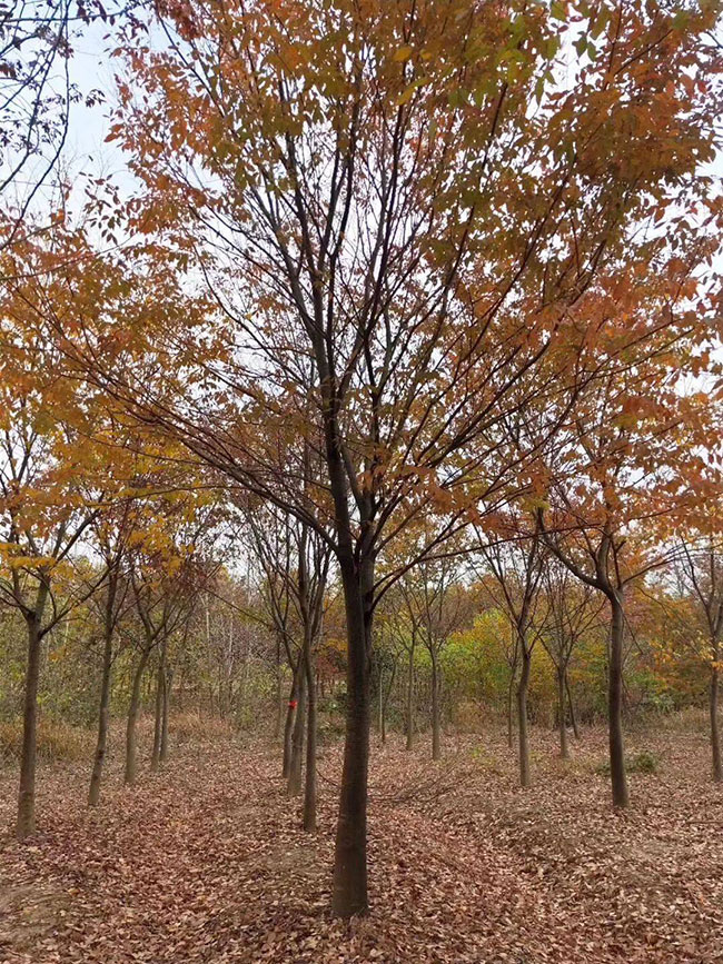 紅櫸多少錢一棵?2020年紅櫸價格最新價格 紅櫸多少錢一棵?2020年紅櫸價格最新價格