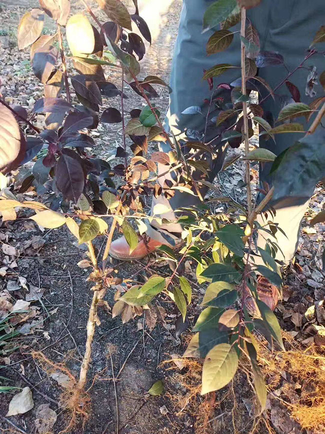 紫葉李用途是什么?紫葉李園林用途 紫葉李用途是什么?紫葉李園林用途