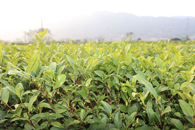 茶葉種植 茶葉種植
