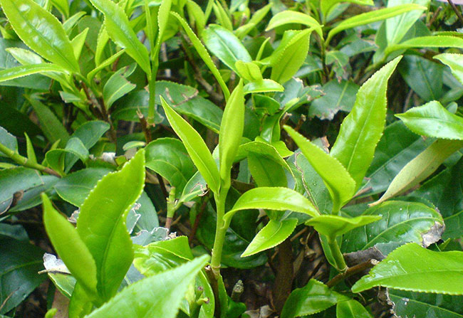 茶葉種植 茶葉種植