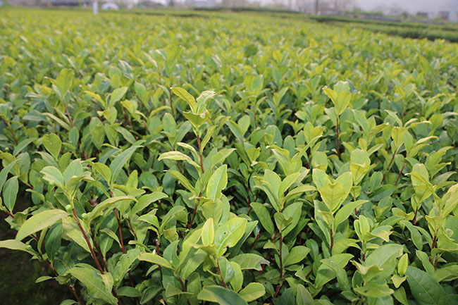 茶葉種植