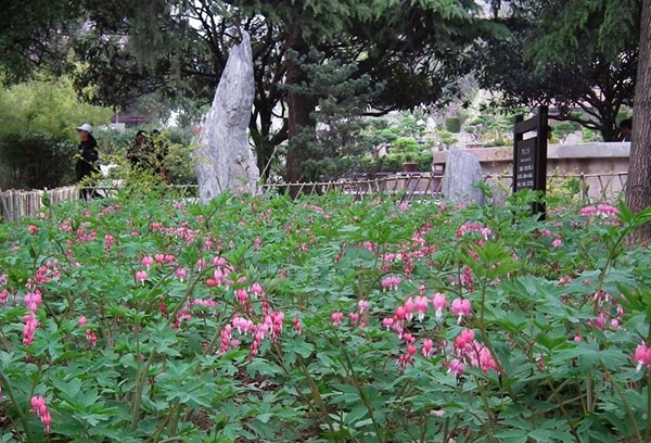 公園里的荷包牡丹 公園里的荷包牡丹