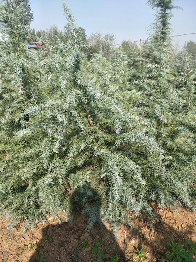 雪松樹的未來發展前景好嗎?雪松未來5-10年前景預測 雪松樹的未來發展前景好嗎?雪松未來5-10年前景預測