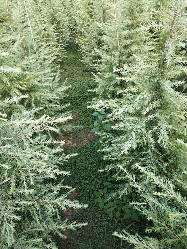 雪松樹的未來發展前景好嗎?雪松未來5-10年前景預測 雪松樹的未來發展前景好嗎?雪松未來5-10年前景預測