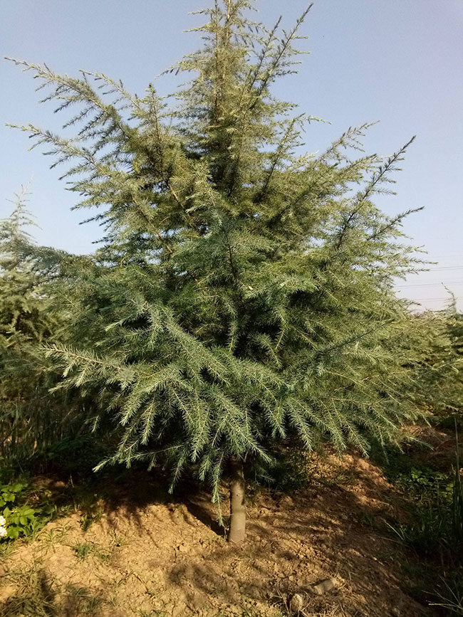 雪松樹的未來發展前景好嗎?雪松未來5-10年前景預測 雪松樹的未來發展前景好嗎?雪松未來5-10年前景預測