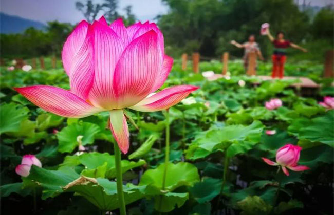 1592538886368546.jpg 蓮花的花語是什么?蓮花的寓意和象征