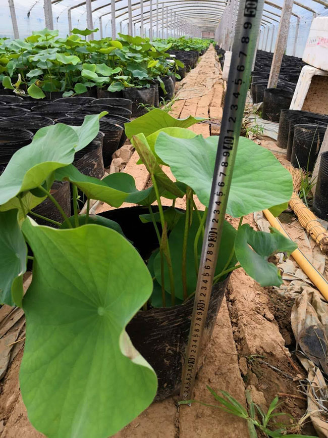 蓮花的花語是什么?蓮花的寓意和象征 蓮花的花語是什么?蓮花的寓意和象征