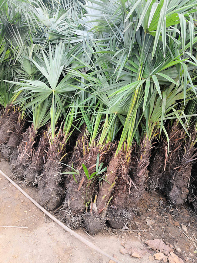 棕櫚種植前景如何?棕樹如何種植? 棕櫚種植前景如何?棕樹如何種植?