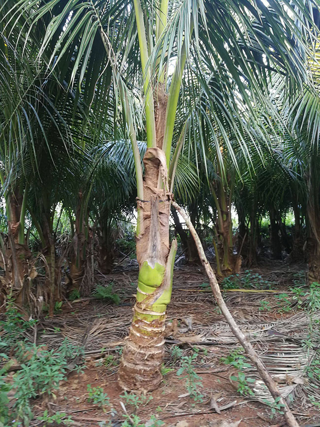 棕櫚種植前景如何?棕樹如何種植? 棕櫚種植前景如何?棕樹如何種植?