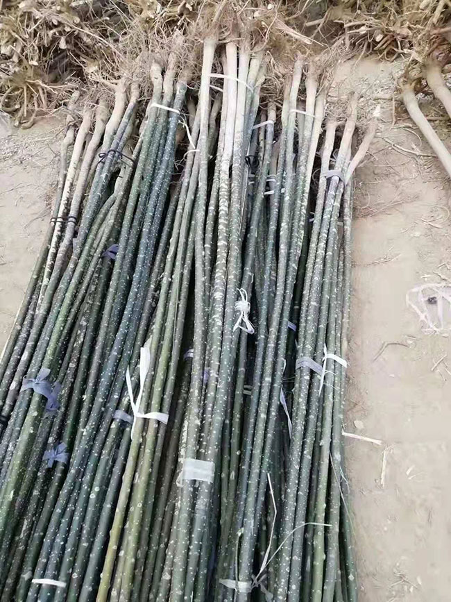 國槐什么時候種植?國槐如何種植?國槐樹的種植方法 國槐什么時候種植?國槐如何種植?國槐樹的種植方法