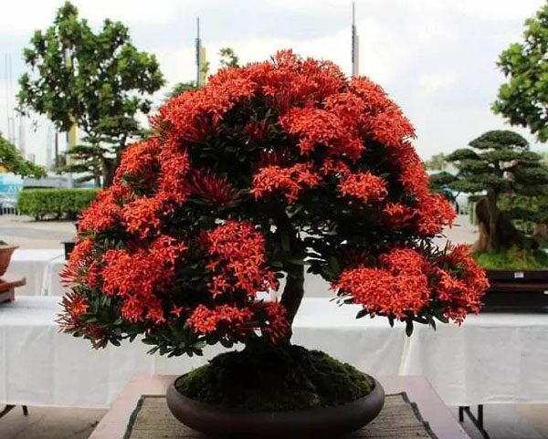 龍船花盆景 龍船花盆景