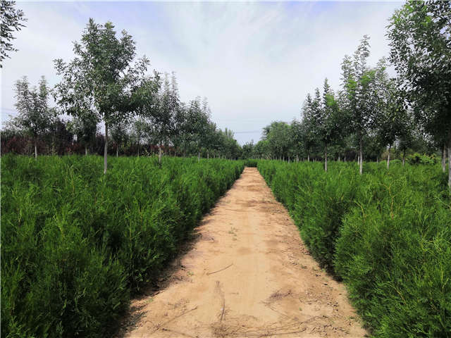 沭陽長景園林側柏種植基地實拍圖片 沭陽長景園林側柏種植基地實拍圖片