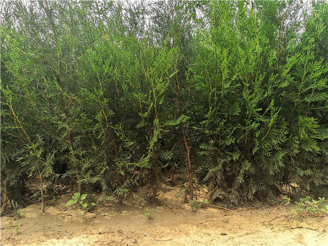 沭陽長景園林側柏種植基地實拍圖片 沭陽長景園林側柏種植基地實拍圖片