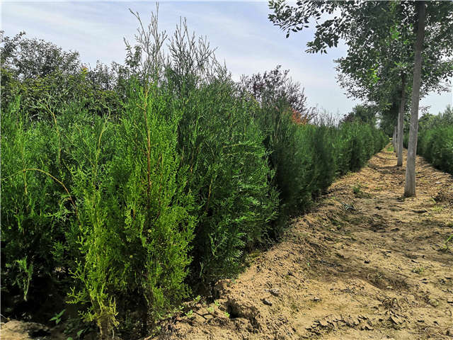 沭陽長景園林側柏種植基地實拍圖片 沭陽長景園林側柏種植基地實拍圖片
