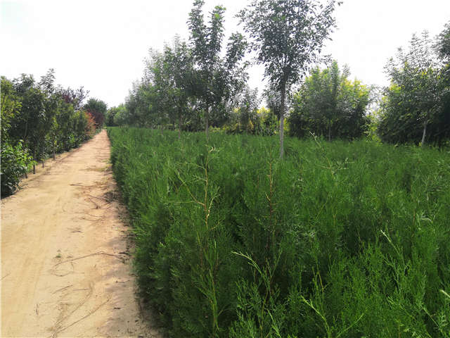 沭陽長景園林側柏種植基地實拍圖片 沭陽長景園林側柏種植基地實拍圖片