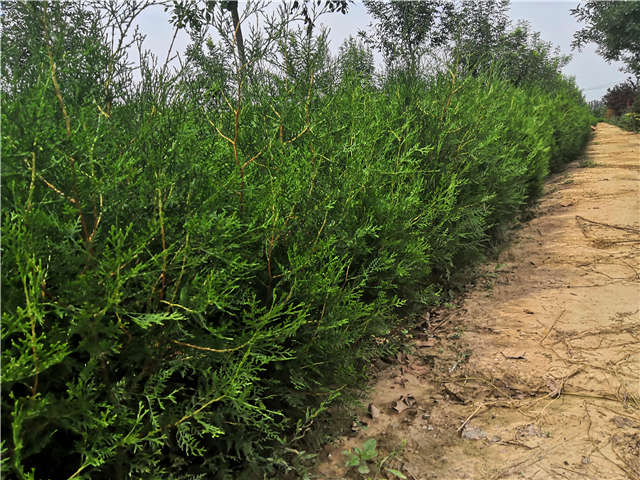 沭陽長景園林側柏種植基地實拍圖片 沭陽長景園林側柏種植基地實拍圖片