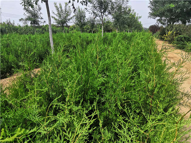 沭陽長景園林側柏種植基地實拍圖片 沭陽長景園林側柏種植基地實拍圖片
