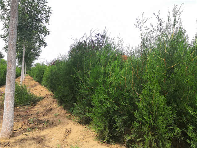 沭陽長景園林側柏種植基地實拍圖片 沭陽長景園林側柏種植基地實拍圖片