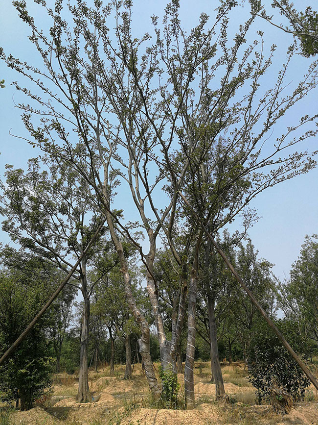 樸樹為什么這么貴?樸樹怎么種植? 樸樹為什么這么貴?樸樹怎么種植?