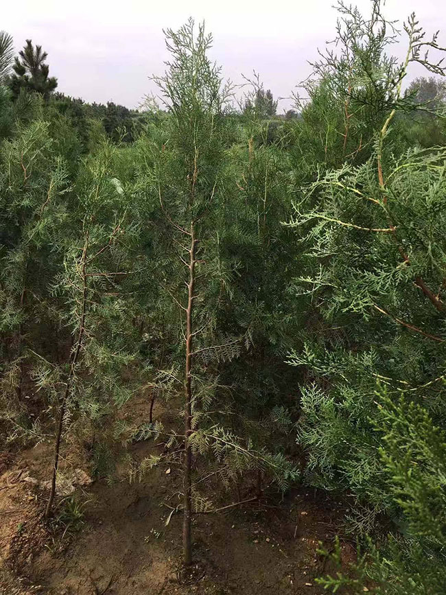 側柏價格多少錢一棵?側柏如何種植? 側柏價格多少錢一棵?側柏如何種植?