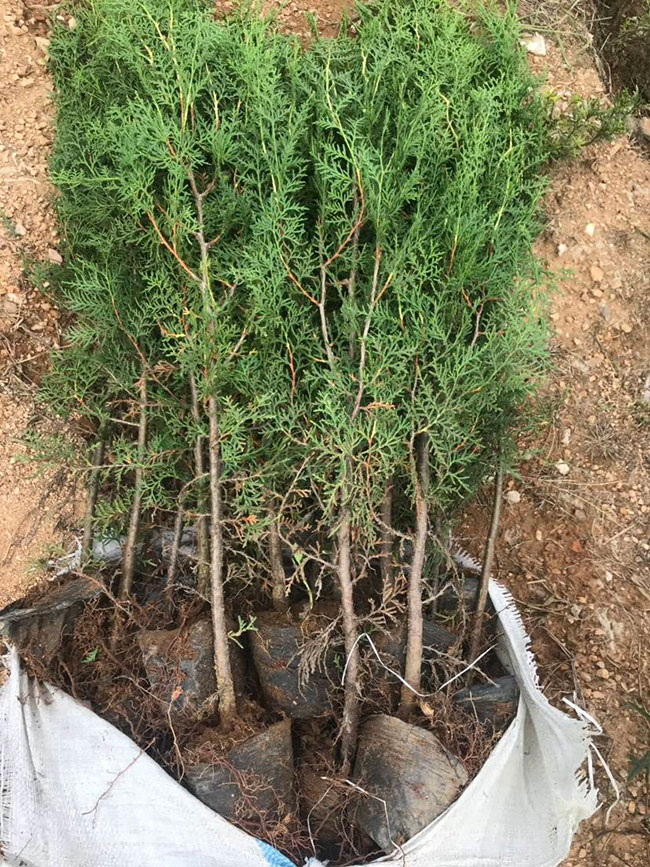 側柏價格多少錢一棵?側柏如何種植? 側柏價格多少錢一棵?側柏如何種植?