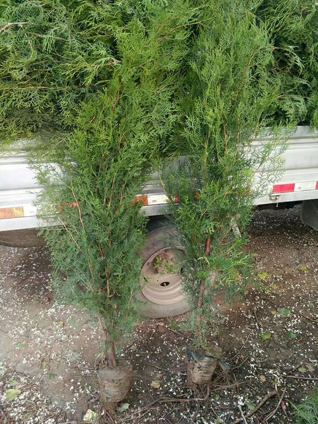側柏價格多少錢一棵?側柏如何種植? 側柏價格多少錢一棵?側柏如何種植?