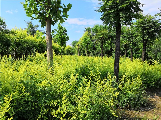 金葉榆籬種植基地實拍圖片 金葉榆籬種植基地實拍圖片