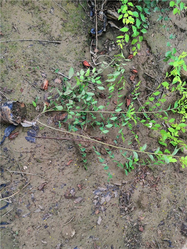 金葉榆籬種植基地實拍圖片 金葉榆籬種植基地實拍圖片