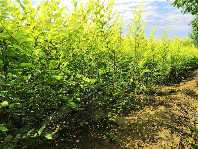 金葉榆籬種植基地實拍圖片 金葉榆籬種植基地實拍圖片