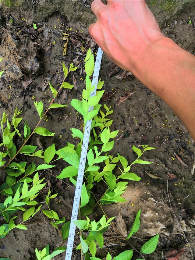 金葉榆籬種植基地實拍圖片 金葉榆籬種植基地實拍圖片