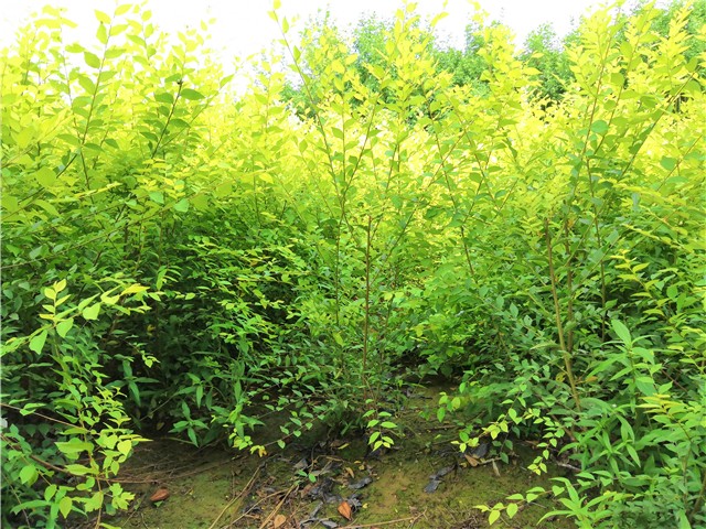 金葉榆籬種植基地實拍圖片 金葉榆籬種植基地實拍圖片