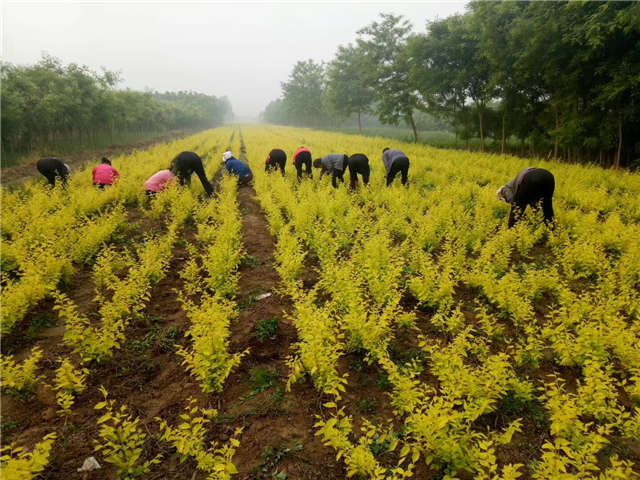 金葉榆籬種植基地實拍圖片 金葉榆籬種植基地實拍圖片