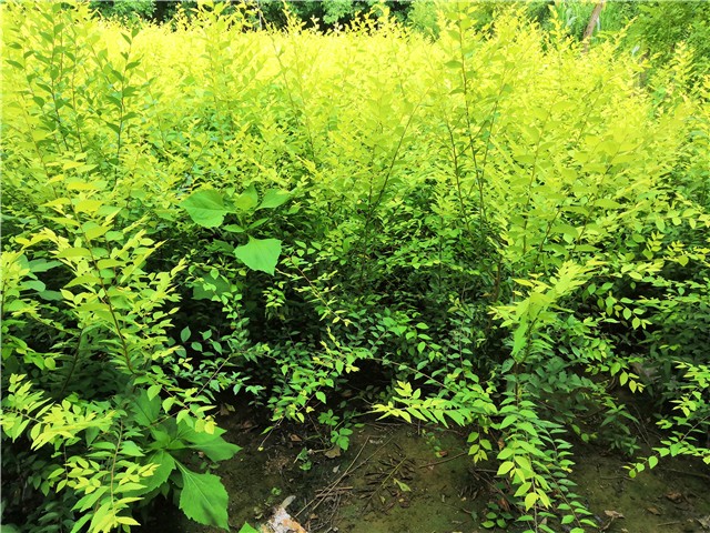 金葉榆籬種植基地實拍圖片 金葉榆籬種植基地實拍圖片