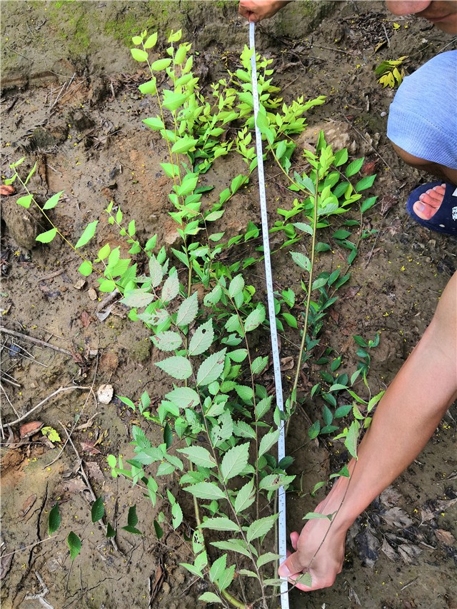金葉榆籬種植基地實拍圖片 金葉榆籬種植基地實拍圖片