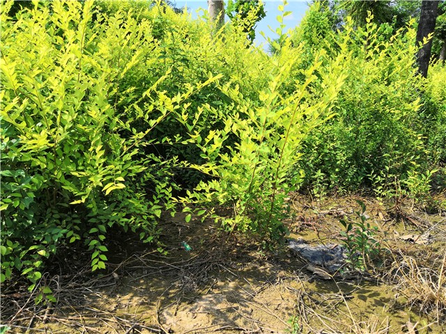 金葉榆籬種植基地實拍圖片 金葉榆籬種植基地實拍圖片