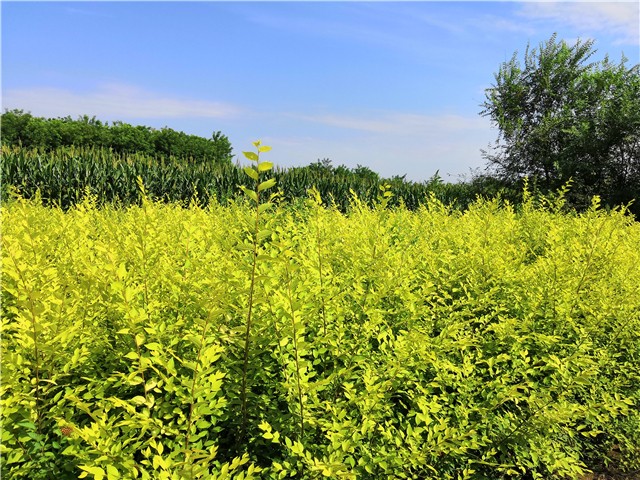 金葉榆籬種植基地實拍圖片 金葉榆籬種植基地實拍圖片