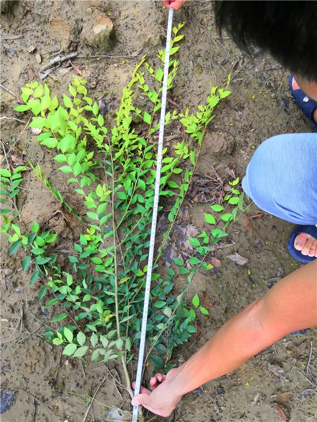 金葉榆籬種植基地實拍圖片 金葉榆籬種植基地實拍圖片