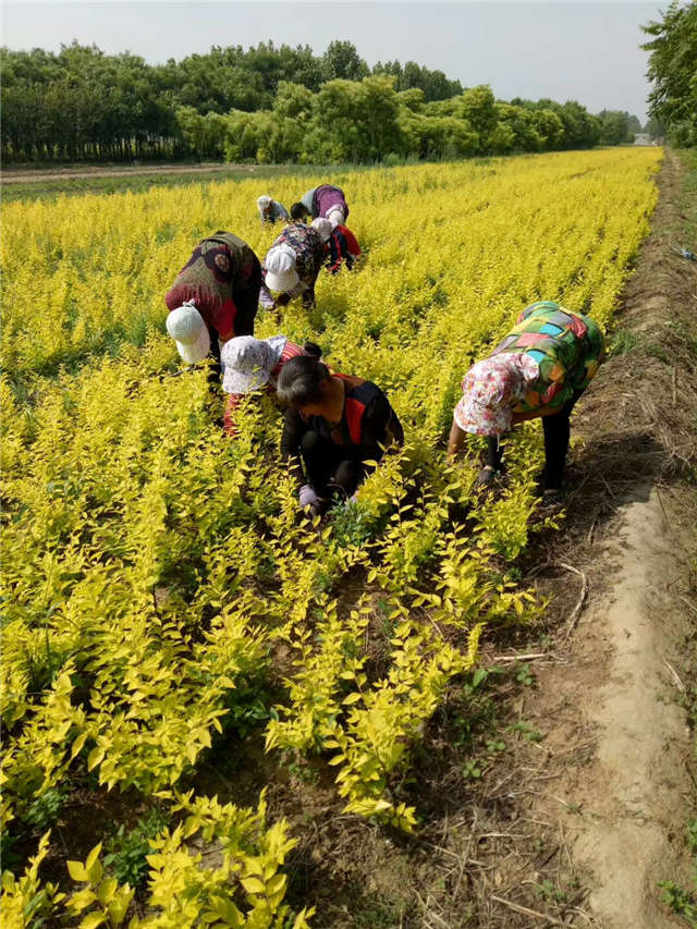 金葉榆籬種植基地實拍圖片 金葉榆籬種植基地實拍圖片