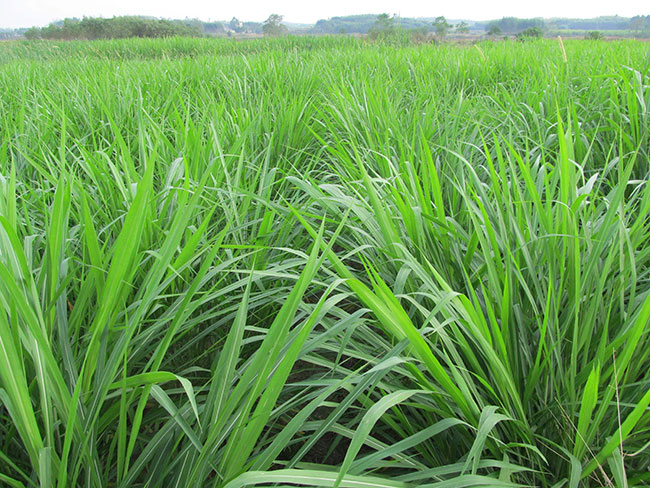 黑麥草籽 黑麥草籽