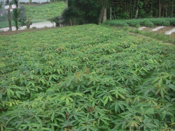 七葉樹種子種植方法 七葉樹種子種植方法