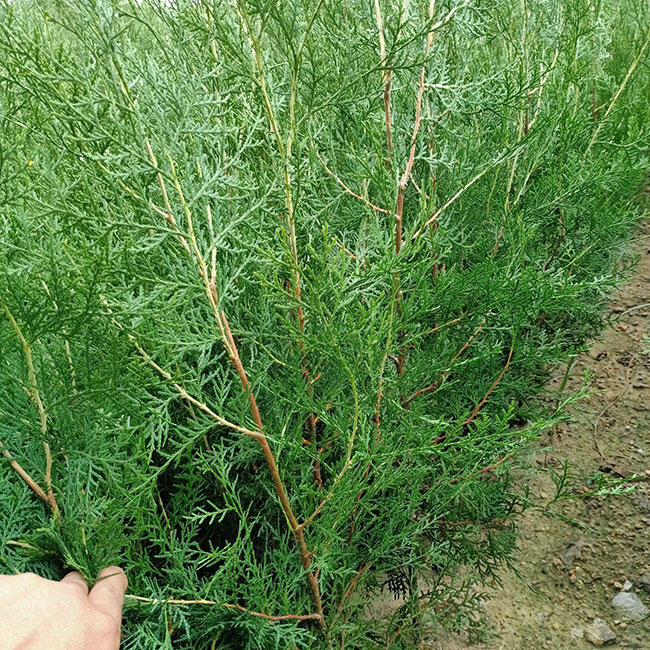 側柏價格 側柏價格