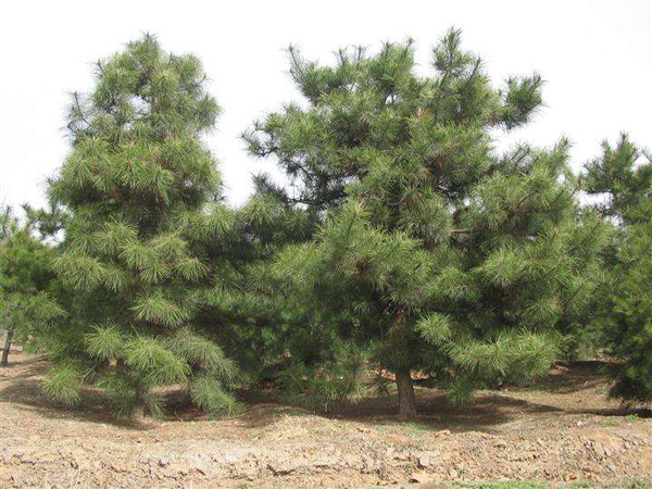 華山松 華山松