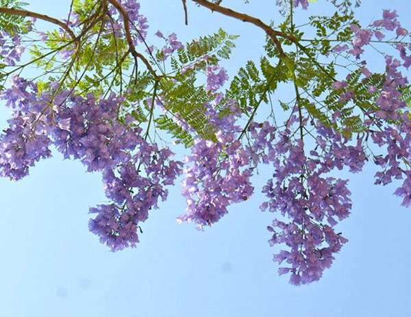 藍花楹 藍花楹