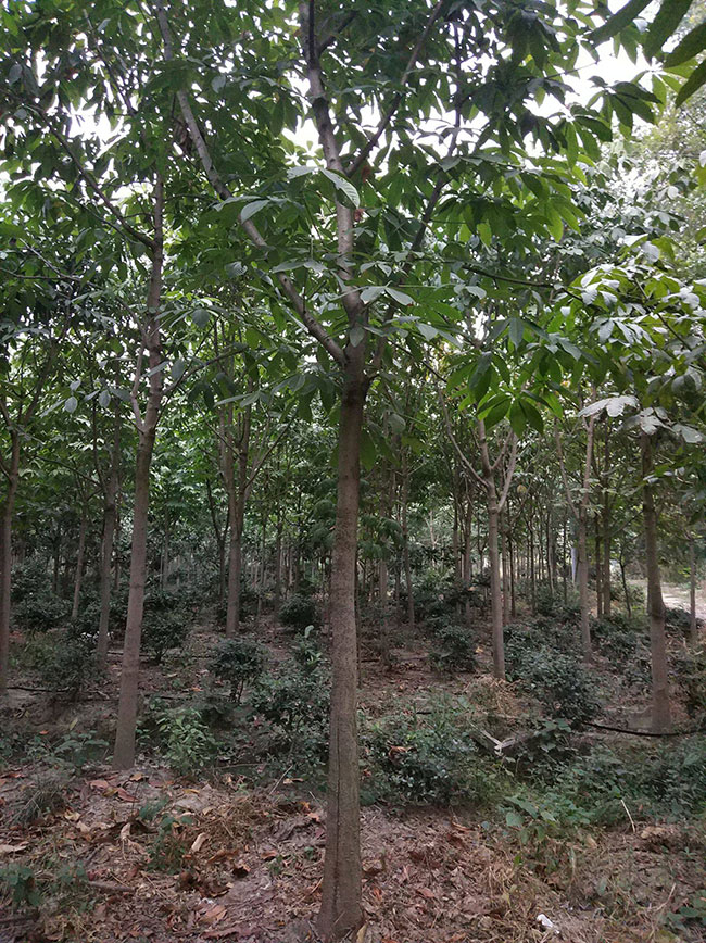 樸樹 樸樹